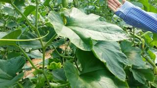 ［Zucchini virus］Plant virus inhibitor treatment after virus occurence on zucchini field [upl. by Deonne]