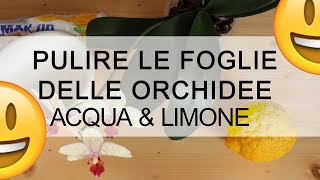 ORCHIDEA come pulire le foglie con ACQUA E LIMONE [upl. by Elocyn]