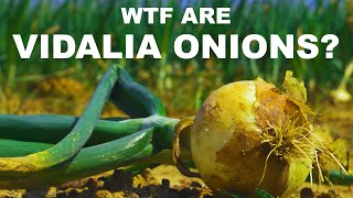 Why are sweet onions sweet Can you really eat Vidalia onions like apples [upl. by Kinnon651]