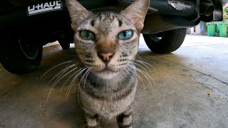 This big cat so cute feed stray cat [upl. by Ardle790]