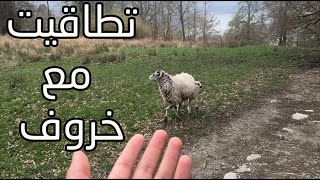 تطاقيت مع خروف هههههههههه [upl. by Rolfston]