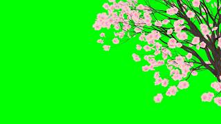 Falling Cherry Blossom Petals No3 with Tree HD Animation  green screen effect amp overlay [upl. by Drus432]