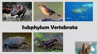 Subphylum Vertebrata Ectotherm vs Endotherm Heart Chambers Cartilage vs Bone [upl. by Ralyks]