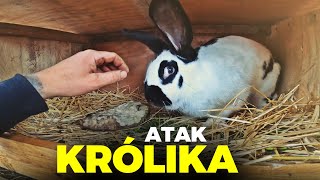 🐰 ATAK KRÓLIKA 🐰  osikany Jaruś 🤮 MOJE MINI ZOO  odc 297 [upl. by Yardna606]