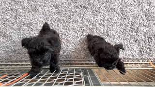 Yorkie Poo puppies age 7 weeks [upl. by Aluap895]