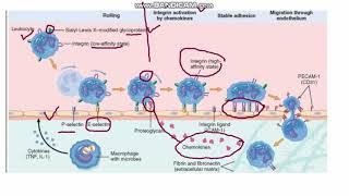 Acute Inflammation Part 2 Reaction of Leucocytes [upl. by Titus716]