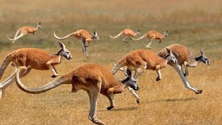 kangaroo  Kanguru Africa No Copyright Video HD Free Videos Stock Footage [upl. by Russo717]