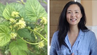 Little Known Health Benefits of Hops Humulus lupulus [upl. by Lyrem]