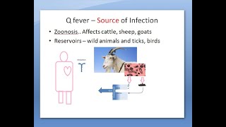 Microbiology 412 a Q fever Coxiella burnetii bacteria coccobacilli inhalation [upl. by Eenhat395]