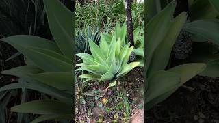 Agave Attenuata Salm Dyck conhecida como Tromba de Elefante alegriaverdetina shorts [upl. by Thordis]