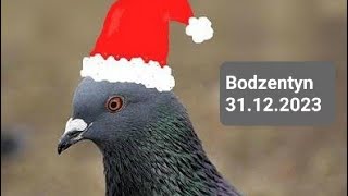 Bodzentyn 31122023Ostatni targ w tym roku Gołebie ozdobne pocztowe króliki papugi i inne [upl. by Yllrebmik]