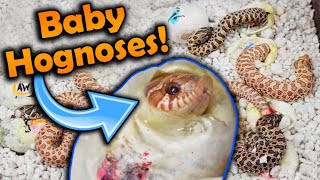 Baby Toffee Hognose Snakes Hatching [upl. by Bernhard]