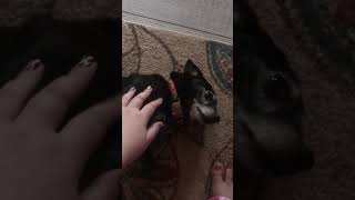 Prince wants pettings [upl. by Eiltan]