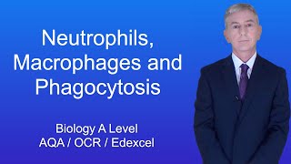 A Level Biology Revision quotNeutrophils Macrophages and Phagocytosisquot [upl. by Forward]