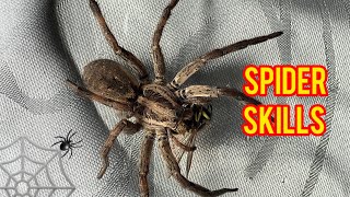 Huntsman Spiders  Running Spider [upl. by Silera]