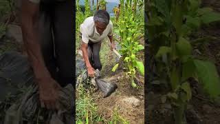 Tobacco field plastic mulch clearing process [upl. by Dyob]