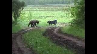 Jämthunden quotNoligårns Bärch Mosesquot Skäller ståndskall på Björn BearHound barks at bear [upl. by Mansur]