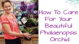 How To Care For Your Beautiful Phalaenopsis Orchid [upl. by Clava]