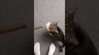 RIP Finger 🙈 cat trending catlover 猫 catshorts बिल्ली katze snackvideo funny [upl. by Ko625]