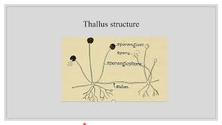 Rhizopus structure and reproduction [upl. by Jaycee]