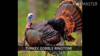 Turkey Gobble Ringtone  Wild Turkey Gobble Ringtone for Android amp iPhone [upl. by Schaab]