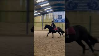 Second jump in over a YEAR Charm  mullacott equestrian horse pony horsegirl horsegirls [upl. by Cirad461]