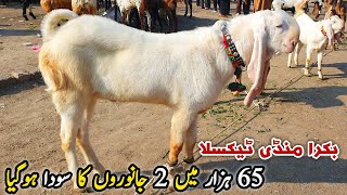 Friday Taxila Bakra Mandi Latest Update 16 February 2024 [upl. by Steffen385]