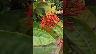 Ixora plant status video [upl. by Kcirdehs]