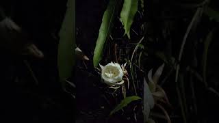 Fascinating bloom of Brahma Kamal Epiphyllum oxypetalum [upl. by Bernete]