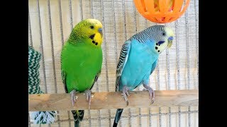 My pet budgies 10 Hr singing New unique footage of pet parakeets chirping [upl. by Aicercal679]