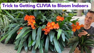 CLIVIA Houseplant  How to Grow amp Flower Root Prune C miniata  Do this in Fall [upl. by Oneladgam]