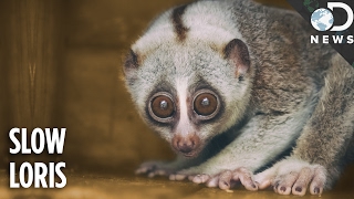 Everything You Need To Know About The Slow Loris [upl. by Valentia]