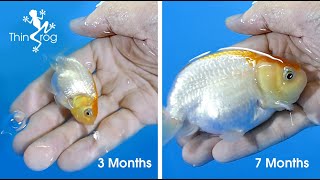 Goldfish Fry Growth from 1st day to 7 months [upl. by Cedar]