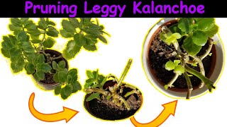 Reshaping My Leggy Kalanchoe Hard Pruning to Encourage a Bushier Look with 2Week Update [upl. by Shih]