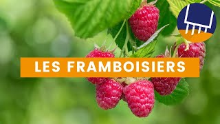 Conseils pour une récolte abondante de framboises dans votre jardin [upl. by Chimene]