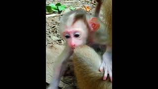 monkeyforest animalmonkey animals monkeyhouse monkey monkeynatur primate cute [upl. by Atilemrac381]