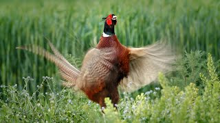 Bird sounds – Common pheasant Phasianus colchicus [upl. by Garcia]