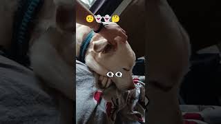 Thandak padd javee🤯🤨subscribe doglover funny comedy ytshorts [upl. by Yelwah]