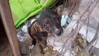 Alone lost and scared the orphaned puppy struggles with thousands of ticks in his ears [upl. by Elleuqram649]