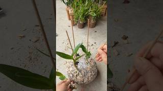 Learning grafting dendrobium nobile plants easy tips grafting plants plant short [upl. by Pinette920]