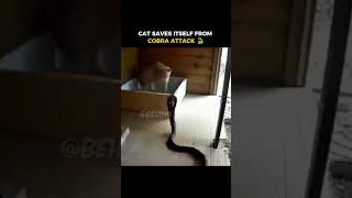 Cat Saves Itself From Cobra Attack 🐍 [upl. by Karleen]