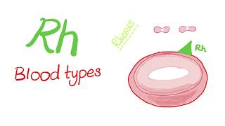 Rh “Rhesus” Blood Types  Are you positive or negative  Hematology [upl. by Mersey]