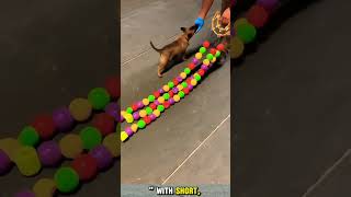 Malinois training dog malinois becgiegermanshepherd chó pets dog🫶🏻🫶🏻🫶🏻🫶🏻 [upl. by Eversole]