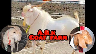 ARK Goat Farm Pe Sanin or Boer Available  Al Mehtab Goat Farm [upl. by Lamaaj292]