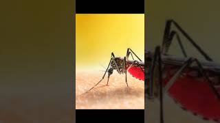 Mosquito🦟 not bite human her wifes bite human body facts shortvideos factsoflife dailyfacts [upl. by Cohbath]