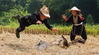 Dwarf family catches quail and roasts quail while harvesting ripe rice  harvesting joy [upl. by Brena]