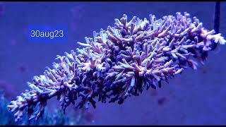 4 months of Acropora Echinata quotICE FIREquot [upl. by Shelah710]