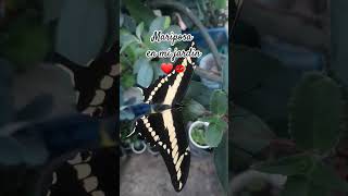 Mariposas en mi jardin [upl. by Aniled]