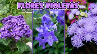 10 PLANTAS con FLORES VIOLETAS muy DECORATIVAS [upl. by Enylcaj]