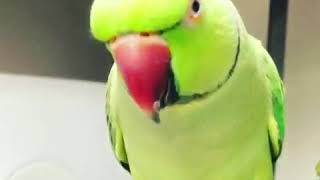 Indian Ringneck and Quaker parrot talkingkissing and saying I love you [upl. by Eetsirhc932]